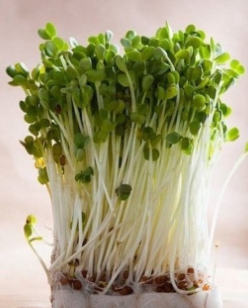 Grow Rocket: Urban Agriculture