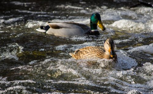 Wild ducks feeding in a river